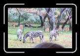 IMG_0373 * 1577 x 1010 * (486KB)
