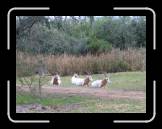 IMG_0382 * 1362 x 1027 * (464KB)